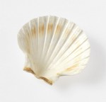 King Scallop shell